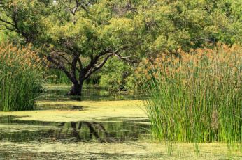 Картинка природа реки озера болото лес трава