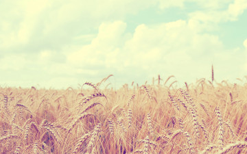 Картинка природа поля небо облака урожай колосья пшеница лето поле