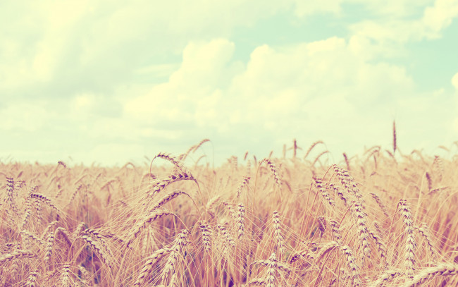 Обои картинки фото природа, поля, небо, облака, урожай, колосья, пшеница, лето, поле