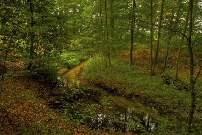 Обои картинки фото природа, лес, листва, ручей, осень