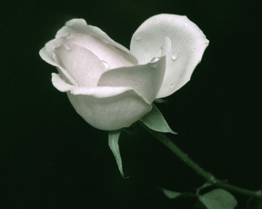 Картинка цветы розы черный фон роза белая
