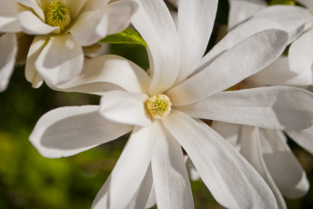Картинка цветы магнолии макро белый магнолия