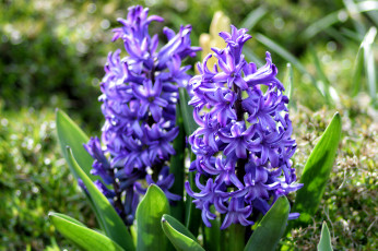 Картинка цветы гиацинты весна фиолетовый