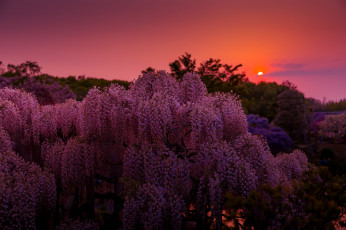 Картинка цветы глициния солнце вечер природа вистерия тепло