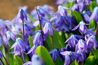 Картинка цветы подснежники +белоцветники +пролески голубой весна пролески макро первоцвет
