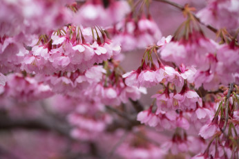 Картинка цветы сакура +вишня небо макро весна ветки