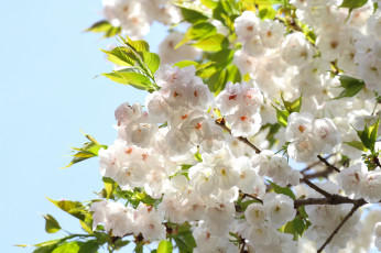 Картинка цветы сакура +вишня весна лепестки ветки листья цветение небо