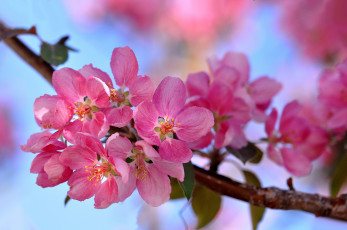 Картинка цветы цветущие+деревья+ +кустарники розовый весна ветка цветение макро