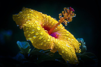 Картинка цветы гибискусы роса макро гибискус цветок желтый