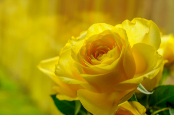 Картинка цветы розы роза бутон желтая красота макро