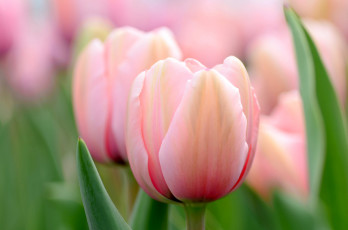 Картинка цветы тюльпаны розовые макро весна боке