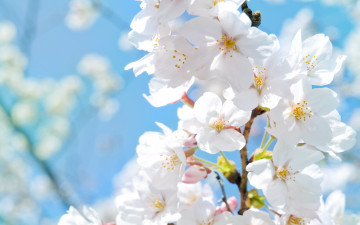 Картинка цветы цветущие+деревья+ +кустарники макро весенние картинки тепло солнце весна лепестки яблоня