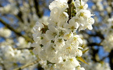 Картинка цветы цветущие+деревья+ +кустарники яблоня ветка лепестки