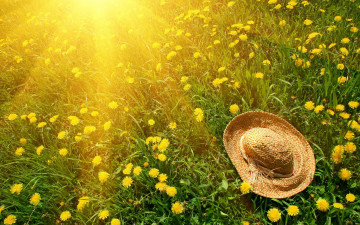 Картинка цветы одуванчики зеленый трава солнце шляпа природа желтый зелень