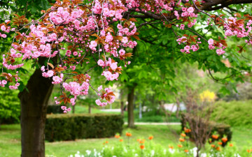 Картинка цветы сакура +вишня розовые природа pink flowers nature весна photo парк park