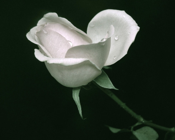 Обои картинки фото цветы, розы, черный, фон, роза, белая