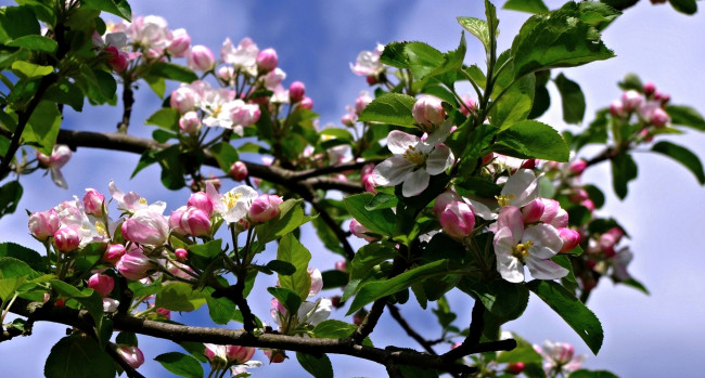 Обои картинки фото apple blossom, цветы, цветущие деревья ,  кустарники, ветки, дерево, цветки