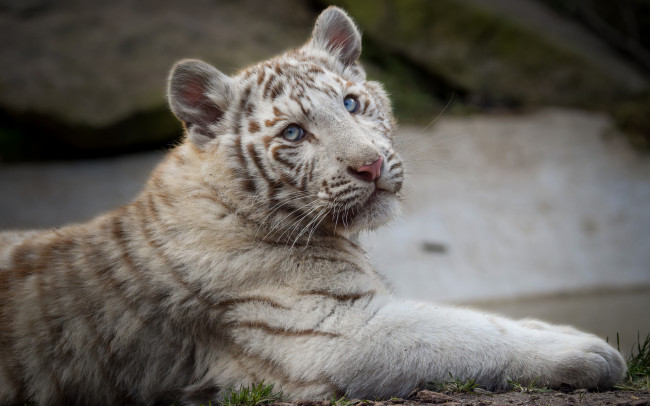 Обои картинки фото white tiger, животные, тигры, белый, тигр
