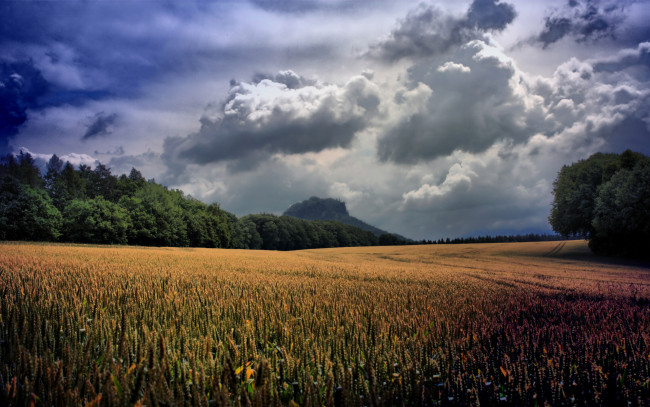 Обои картинки фото природа, поля, поле, растения, зелень, красота, небо, пейзаж, деревья, тучи, облака, трава, пшеница, колосья, долина