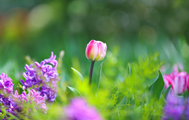 Обои картинки фото цветы, разные вместе, тюльпаны, гиацинты, сиреневые, розовые, зелень, трава, весна, макро, боке