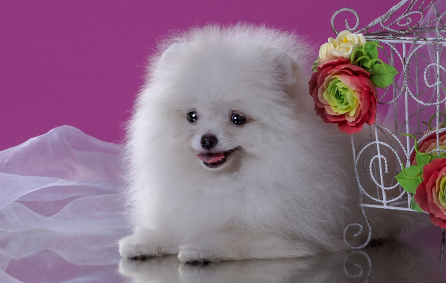 Обои картинки фото животные, собаки, шпиц, цветы, милый, белый