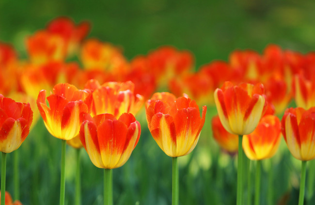 Обои картинки фото цветы, тюльпаны, лепестки, стебель, луг, сад, весна