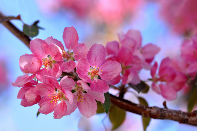 Обои картинки фото цветы, цветущие деревья ,  кустарники, розовый, весна, ветка, цветение, макро