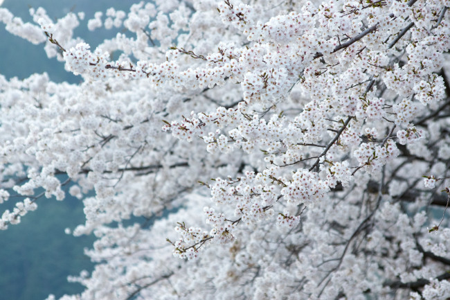 Обои картинки фото цветы, цветущие деревья ,  кустарники, весна, ветки, дерево