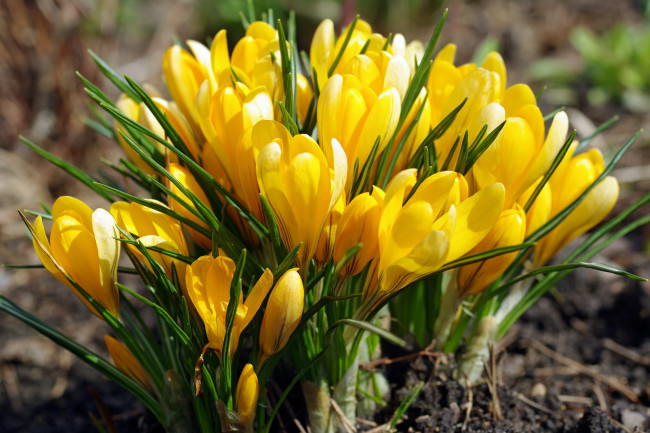 Обои картинки фото цветы, крокусы, желтый, весна