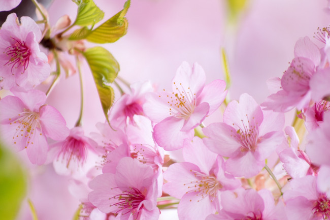 Обои картинки фото цветы, сакура,  вишня, небо, макро, весна, ветки