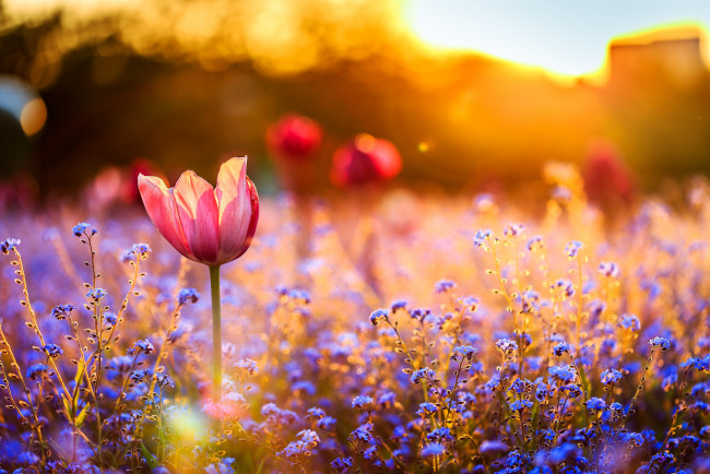 Обои картинки фото цветы, разные вместе, тюльпан, закат, поле