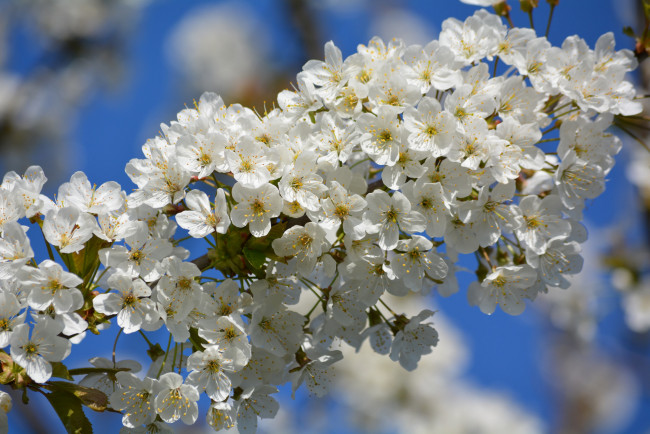 Обои картинки фото цветы, сакура,  вишня, цветение, ветка, вишня, небо, весна
