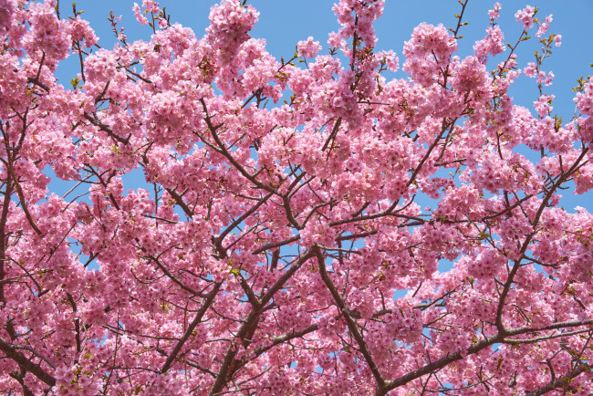Обои картинки фото цветы, сакура,  вишня, макро, весна, небо, ветки