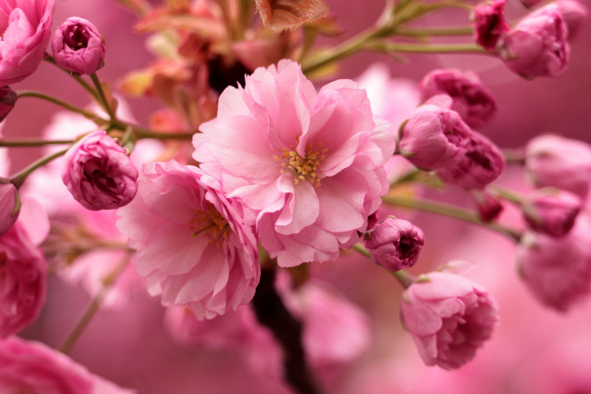 Обои картинки фото цветы, сакура,  вишня, розовая, нежность