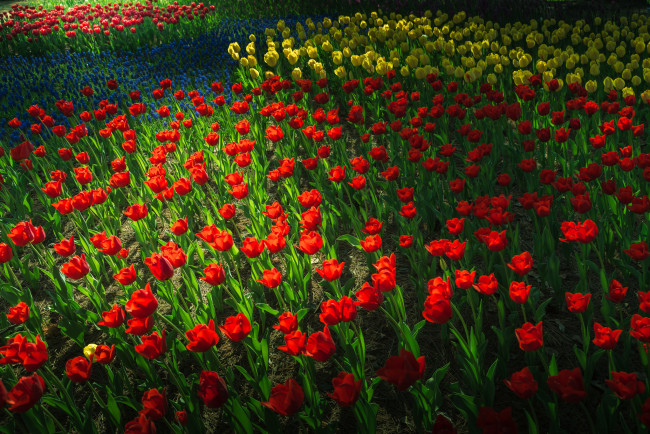 Обои картинки фото цветы, тюльпаны, клумба, сад, парк, весна