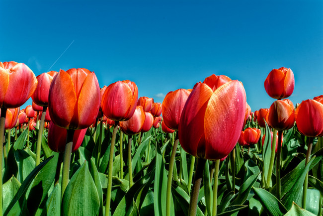 Обои картинки фото цветы, тюльпаны, лепестки, листья, небо, луг, весна, природа