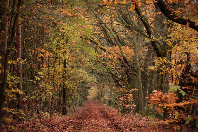 Обои картинки фото природа, дороги, лес, осень, деревья