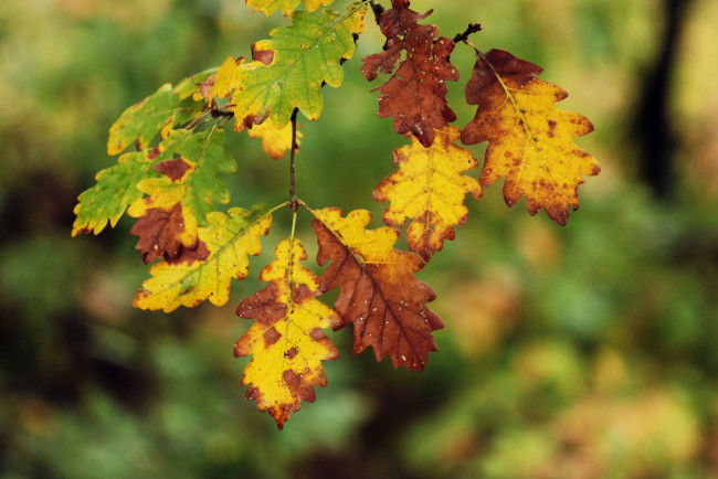 Обои картинки фото природа, листья, ветка, дуб, осень
