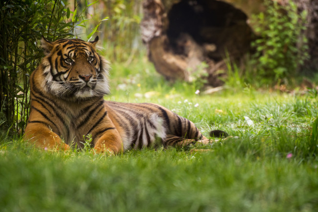 Обои картинки фото tiger, животные, тигры, тигр