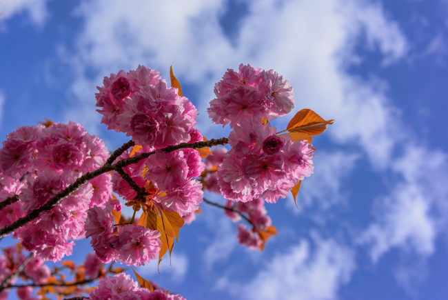 Обои картинки фото цветы, сакура,  вишня, небо, облака, весна, сад, ветка, лепестки