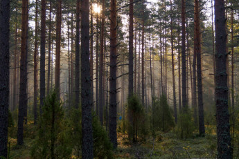 Картинка природа лес стволы деревья