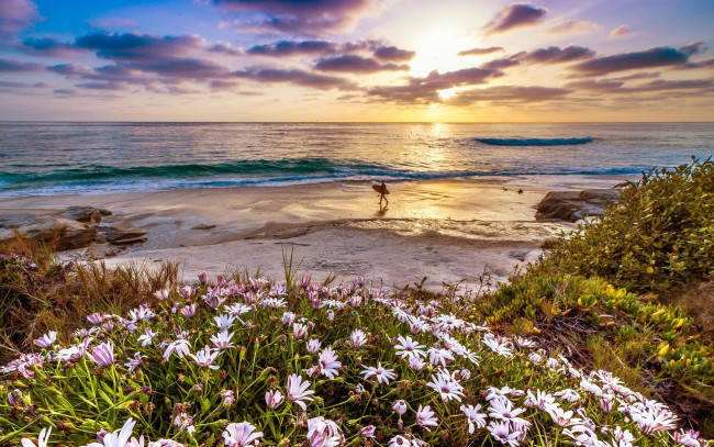 Обои картинки фото природа, побережье, закат, цветы, берег, серфер, море, пляж