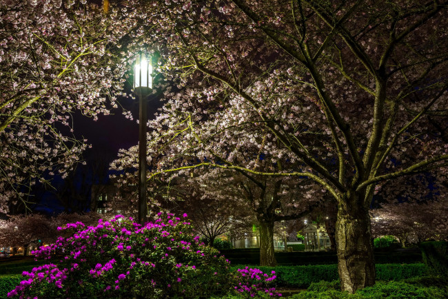 Обои картинки фото природа, парк, фонарь, деревья, цветущие, весна