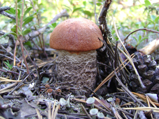 Обои картинки фото подосиновик, природа, грибы, гриб