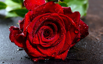 Картинка цветы розы бордо капли макро