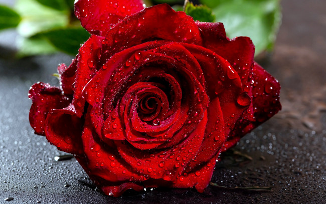 Обои картинки фото цветы, розы, бордо, капли, макро