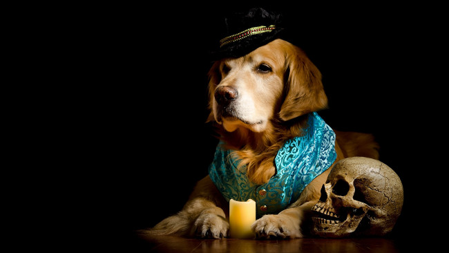 Обои картинки фото животные, собаки, ретривер, кепка, череп, свеча