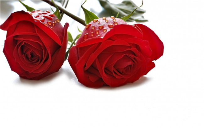Обои картинки фото цветы, розы, красные, капли