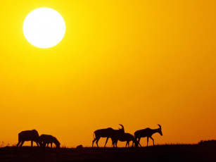 Картинка животные антилопы