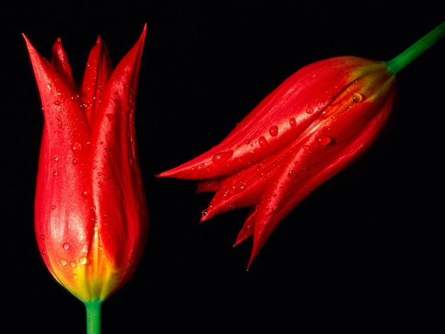 Обои картинки фото look, ahead, to, spring, цветы, тюльпаны